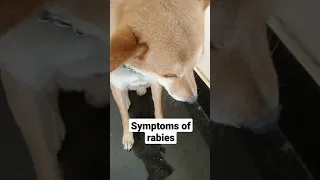 Symptoms of rabies in dogs😥pls take care before it will be late|dog rabies|dog bite|attack |shorts