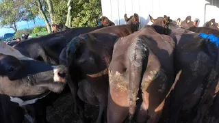 It’s mating time. What bulls do we use?