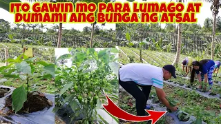 Paano Palaguin ang iyong Tanim na ATSAL o BELL PEPPER ?