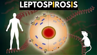 Leptospirosis, Causes, Signs and Symptoms, Diagnosis and Treatment