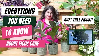 The Ultimate Ficus Care Guide // Ficus 101 //  Ficus lyrata, Ficus benjamina, Ficus elastica