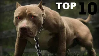 Top 10 Most Dangerous Dog Breeds | Angry Dogs