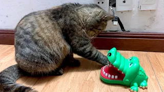 Cats Reaction - Cat Got Bitten by alligator Toy & His Funny reaction to cat Tot