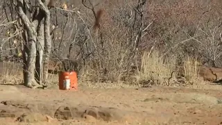 Baboon hunting