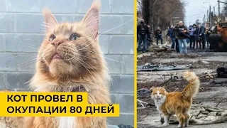 Как похищенный россиянами кот из Бучи спустя 80 дней  воссоединился  со своими хозяевами!