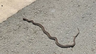 Gopher snake commits suicide!