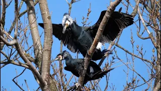 Great Cormorant: Courtship, Nest Building and Feeding their Young