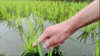 rice starts to grow - birds chirping in my village