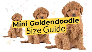 Mini Goldendoodle Size Guide 🔴 2022 🔴 Teacup, Toy, or Mini? 🐶