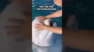 Why Beluga Whales Have Squishy Heads