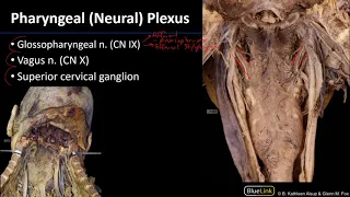 Larynx and Pharynx - Pharyngeal Neurovasculature