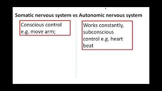 5.1.5 Plant and animal responses g) The organisation of the mammalian nervous system