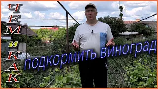 Как увеличить урожайность? Какие нужны удобрения для винограда?