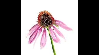 Watercolour flower (plants that attract beneficial bees) Purple Coneflower