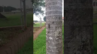 cigarra explodindo o pulmão