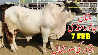 Multan Cow Mandi Sunday 7 February 2021 Latest Update | Qurbani 2021 | | SS Tv |