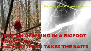 Video Evidence: Bigfoot Takes the Bait