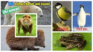 Animal Names and Sounds in Ukrainian - Діти дізнаються про тварин