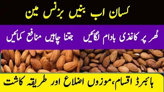 How to Grow Almonds at home || Best Hybrid Types of Almonds ||  Kaghzi Badam ka trika kasht