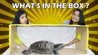 What's in The BOX Challenge !!!!!! LIVE ANIMALS