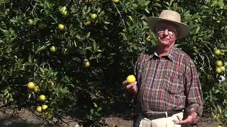 History of Oranges