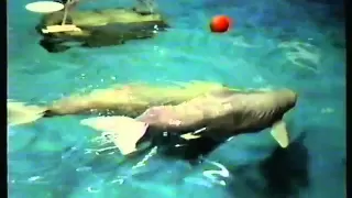 Anti whale and dolphin captivity documentary, (better audio quality version)