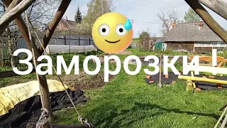 Заморозки на винограднике.