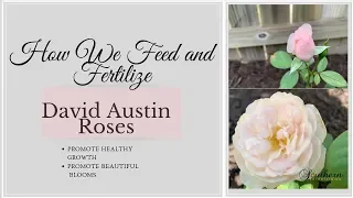 How We Feed and Fertilize Our David Austin Roses|Promote Healthy Growth and Beautiful Rose Blooms