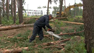 Рядом с новой школой в Ликино-Дулеве организована санитарная рубка леса.