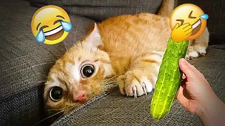 New Funny Animals 2023 😄 Funniest Cats and Dogs 😹🐶 Part13