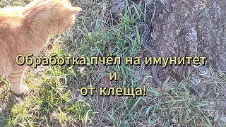 Обработка пчёл на иммунитет и от клеща!