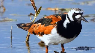 Kameňáček pestrý (Arenaria interpres), Ruddy Turnstone, Steinwälzer