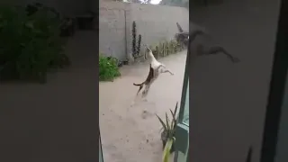 Dog Happy in Monsoon #doglover #dogs #monsoon #happiness #streetdog #iphone