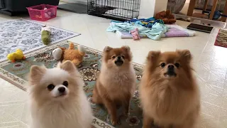 Pomeranian puppies are barking for treats Cute and adorable