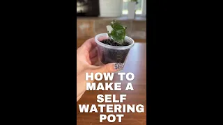 How to make a Self Watering Pot