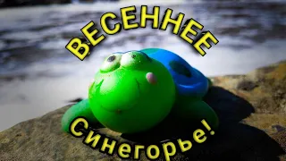 Весеннее Синегорье!