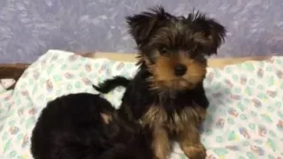 Puppies of a Yorkshire terrier (2 months)