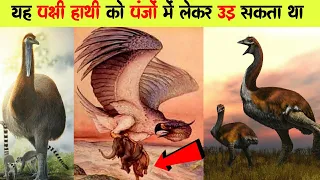 Most Amazing Facts About Birds 🔥 | Rajz Rahasya #shorts #hindifacts