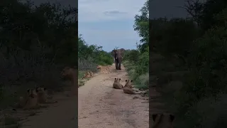 When lions meet an elephant 😬