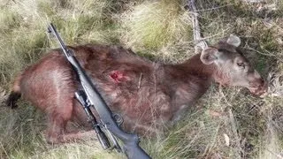 First blood for the Black Bear 93x62.MP4