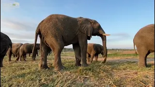 A special kind of fatherhood for rescued elephant bull, Fishan