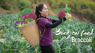 Fresh Broccoli and the process of harvesting them - goes to the market sell | Emma Daily Life