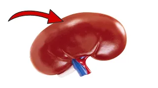 ACHTUNG ⚡️ Mit diesen 10 Angewohnheiten schadest du deiner Niere TÄGLICH 💥