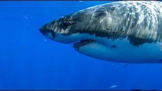 8 Hours - Great White Sharks - RELAX, SLEEP, MEDITATE, MUSIC | Great Escapes