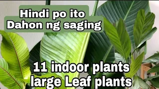 11 indoor plants that look like a banana tree//large leaf indoor plants