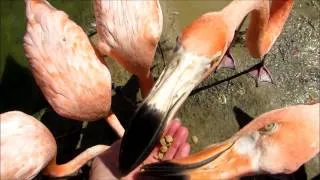 Hand feeding Flamingos at Sylvan Heights Bird Park