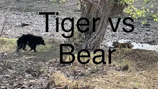 Tiger 🐅 vs  sloth bear 🐻 please 🙏 subscribe channel
