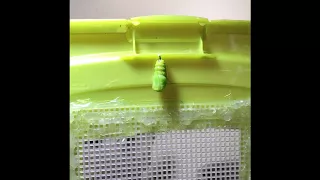 Monarch Caterpillar Chrysalis Transformation Real Time