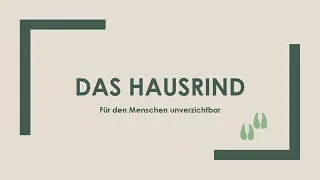 Das Hausrind einfach und kurz erklärt