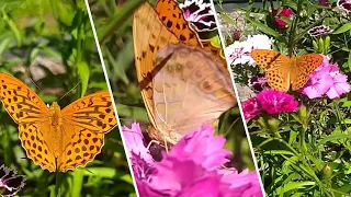 🦋Метелик🦋Перламутрівка велика лісова (Argynnis paphia)💮На гвоздиці та ожині